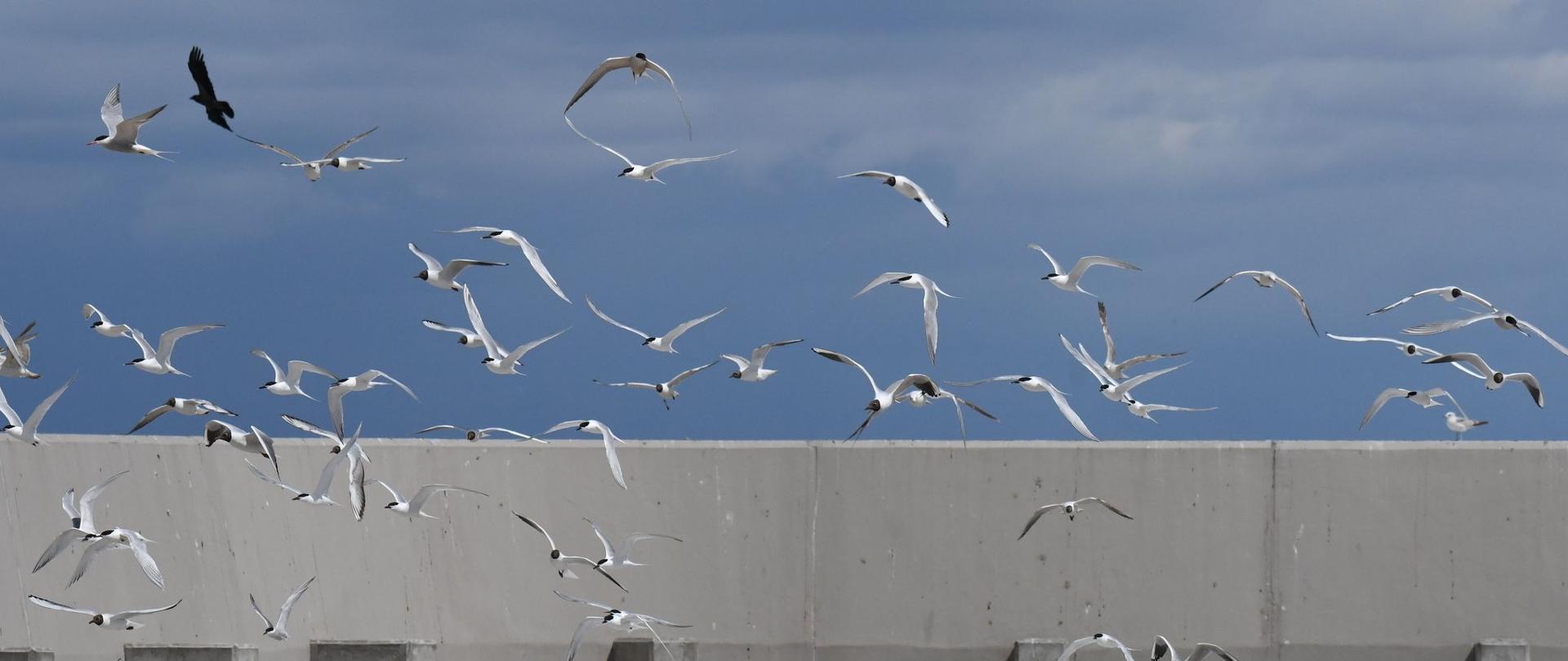 Udana zmiana lokalizacji kolonii mew i rybitw w Porcie Gdańsk 