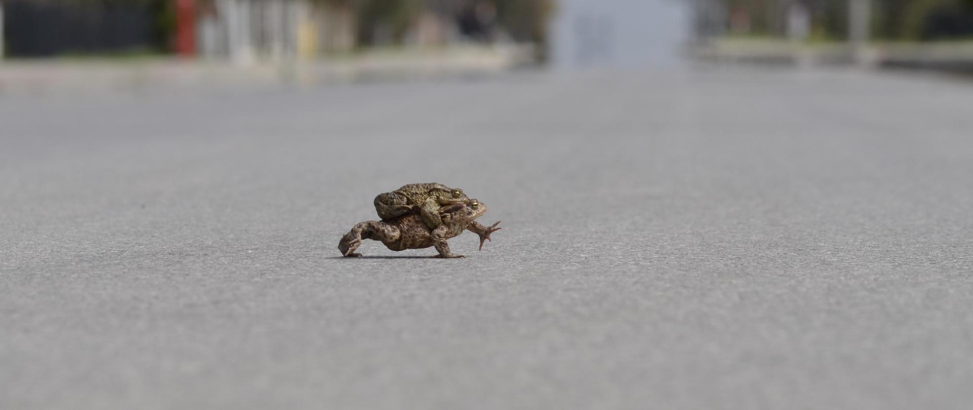 Osobniki ropuchy szarej Bufo bufo przekraczające jezdnię