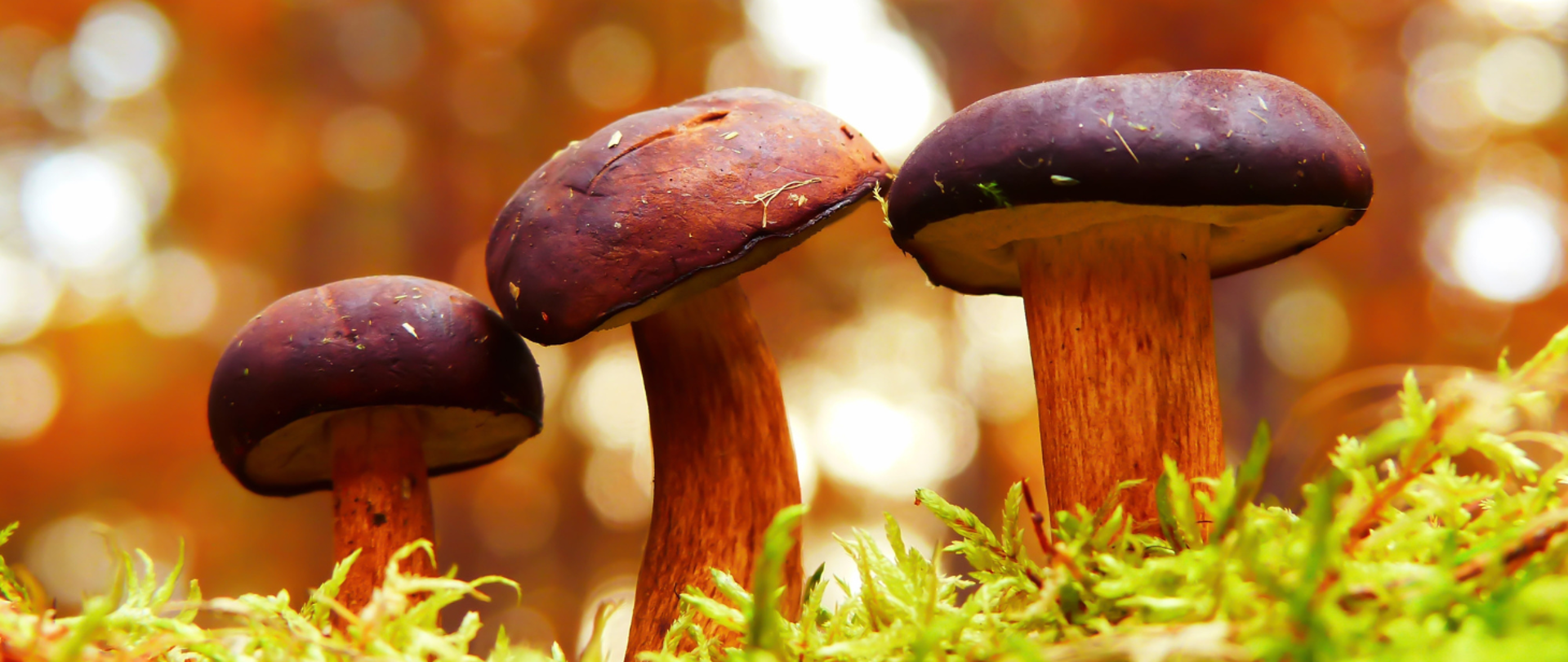 Grafika przedstawia trzy grzyby wyrastające z leśnej ściółki.