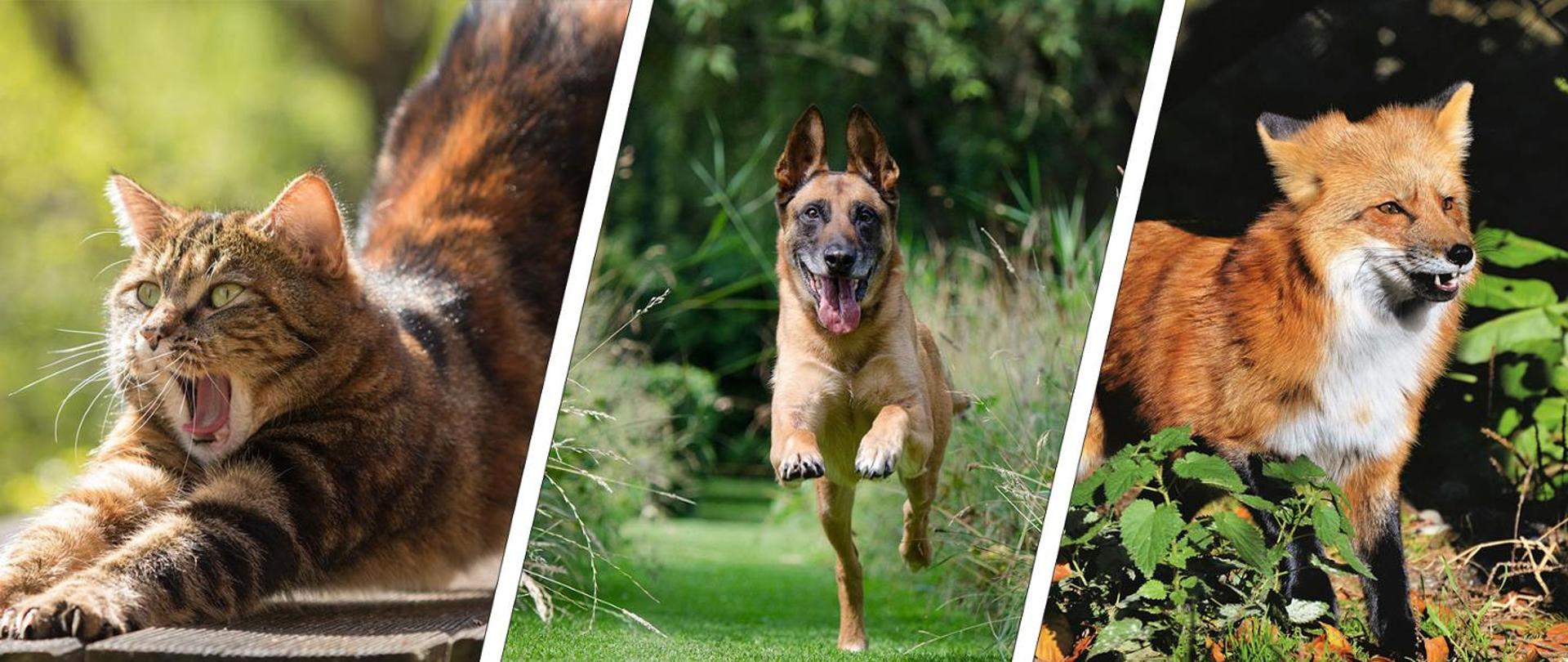 1460x616_szczepienia_lisów