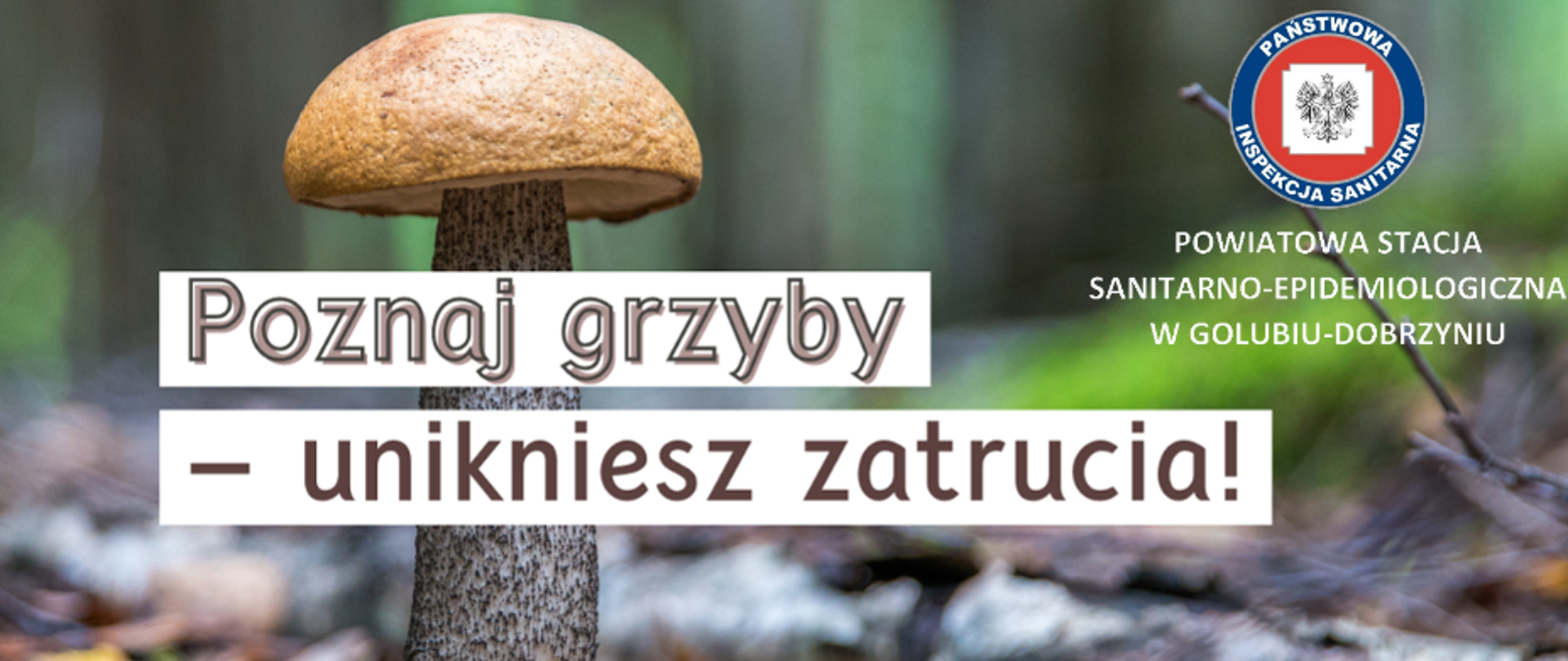 Zasady bezpiecznego grzybobrania