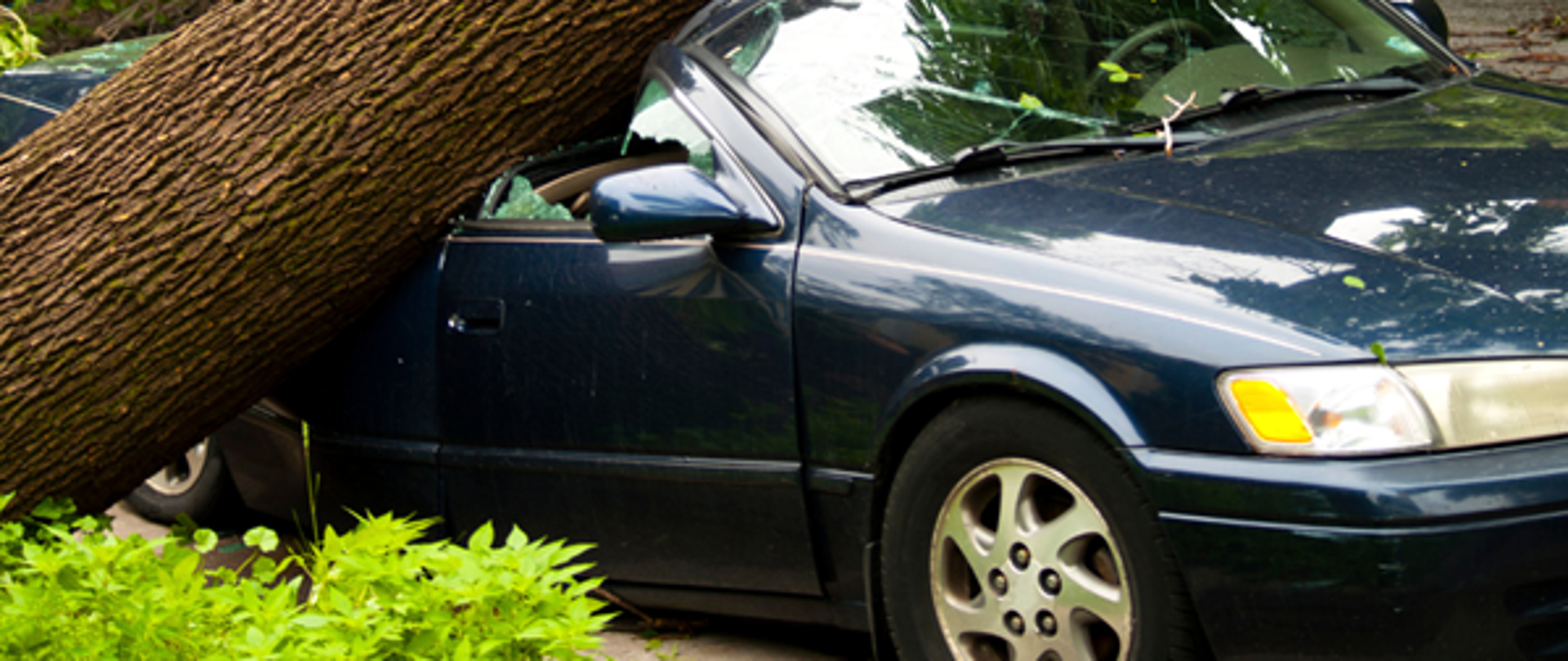 drzewo na samochodzie