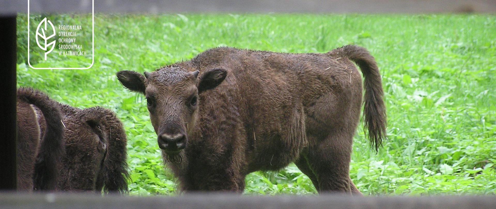 Żubr w Zagrodzie Pokazowej w rezerwacie Żubrowisko