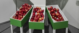 Promocja polskich jabłek na COP24