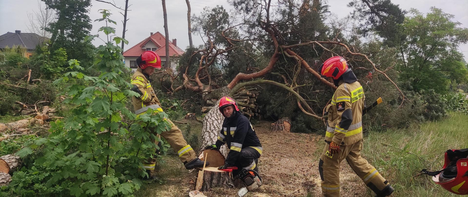 Zdjęcie przedstawia na pierwszym planie strażaków Państwowej Straży Pożarnej oraz teren lasu Państwowego, na którym odbywają się ćwiczenia bezpiecznej wycinki drzew. 