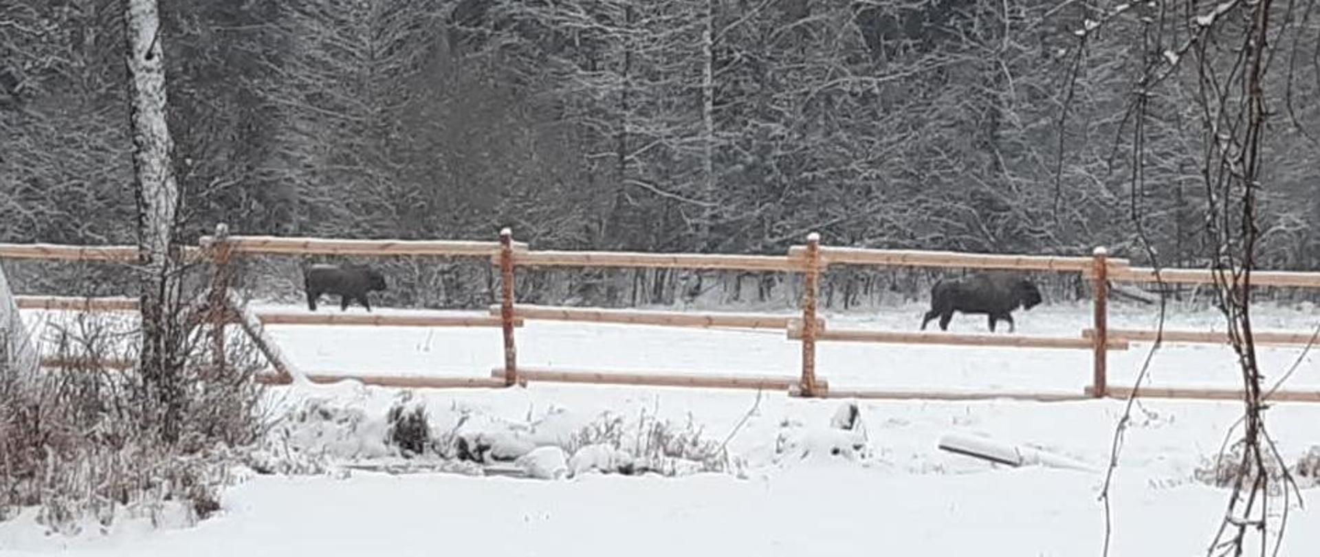 Zdjęcie przedstawiające żubry pod lasem