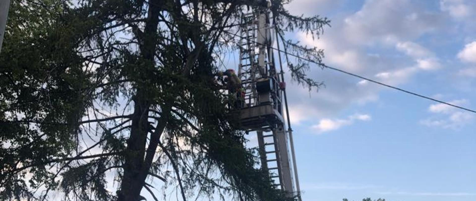 Na zdjęciu widać rozstawiony przy drzewie podnośnik SH-25 i strażaków w koszu podnośnika usuwających na wysokości złamany pień drzewa