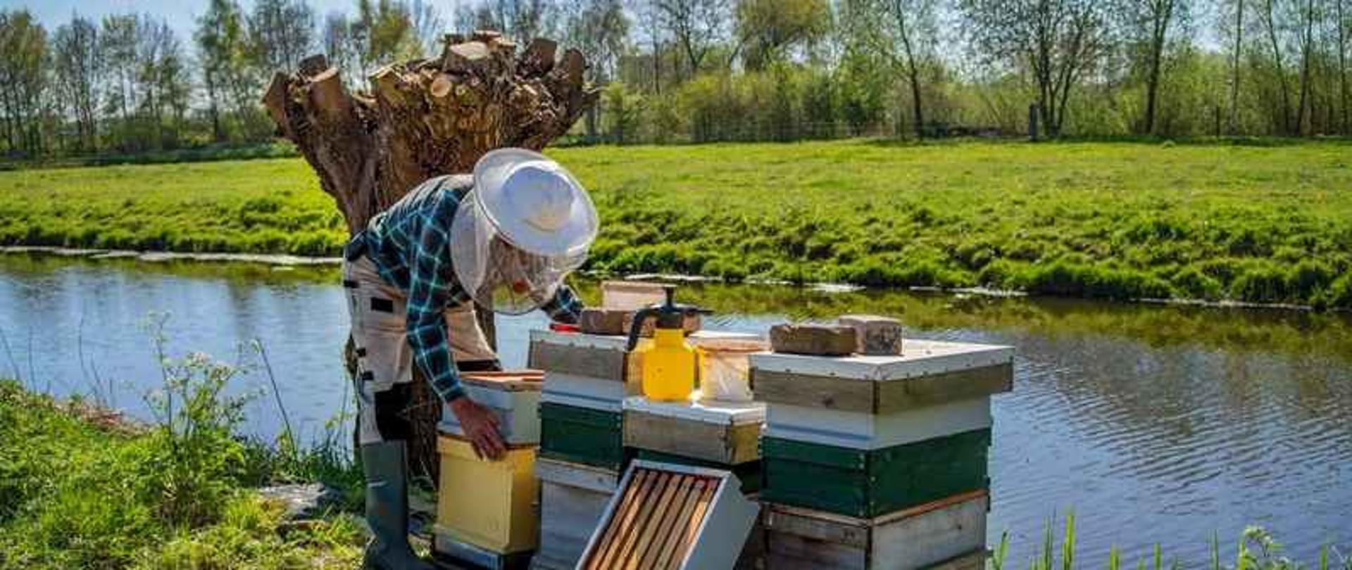 Nad rzeką, na łące stoją cztery ule. Przy ulach stoi ubrany w specjalistyczny strój pszczelarz.