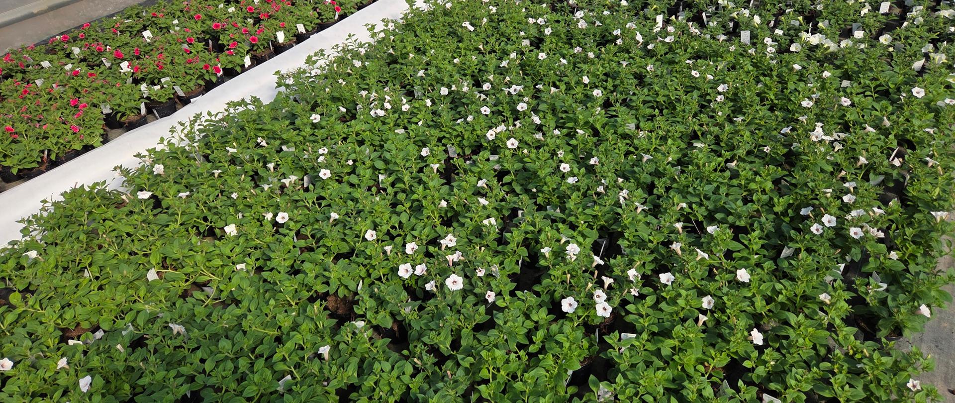 Lustracja wizualna roślin z rodziny Solanaceae