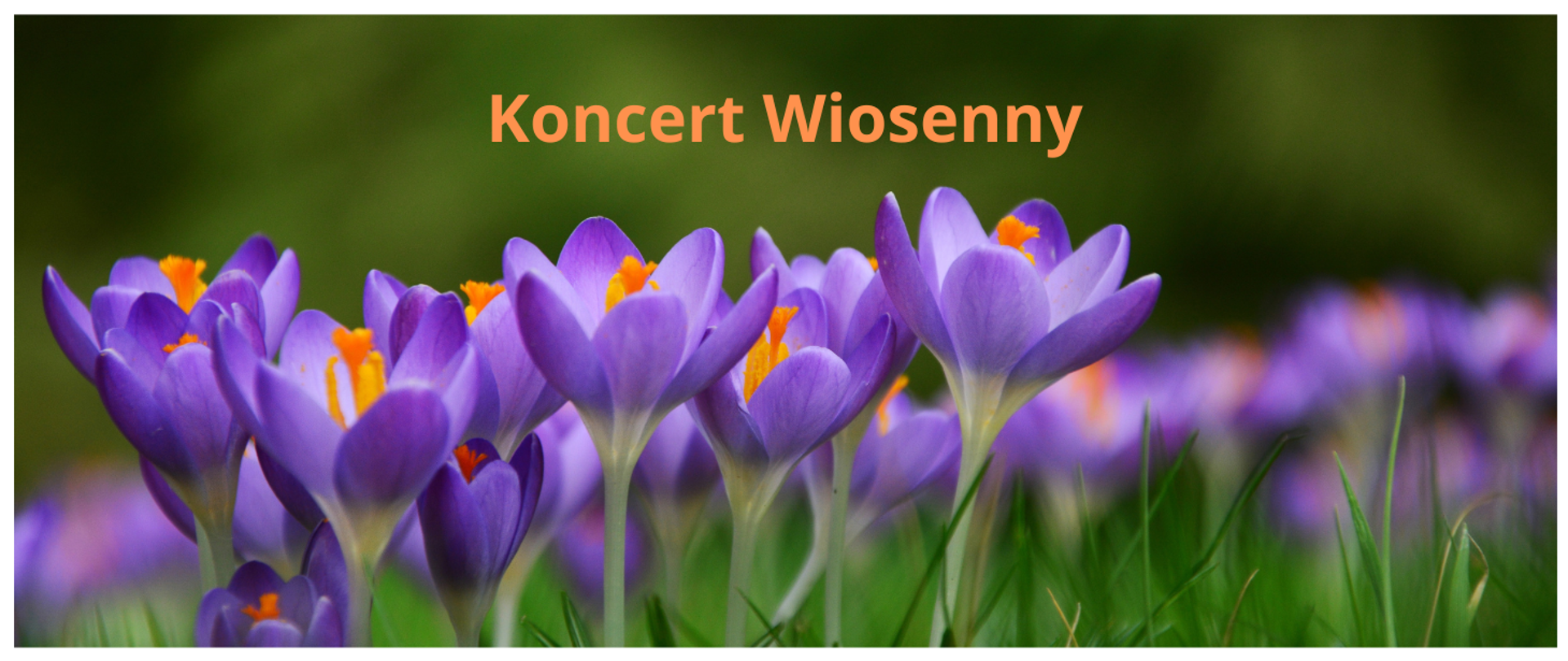 na tle fioletowych wiosennych kwiatów napis koncert wiosenny