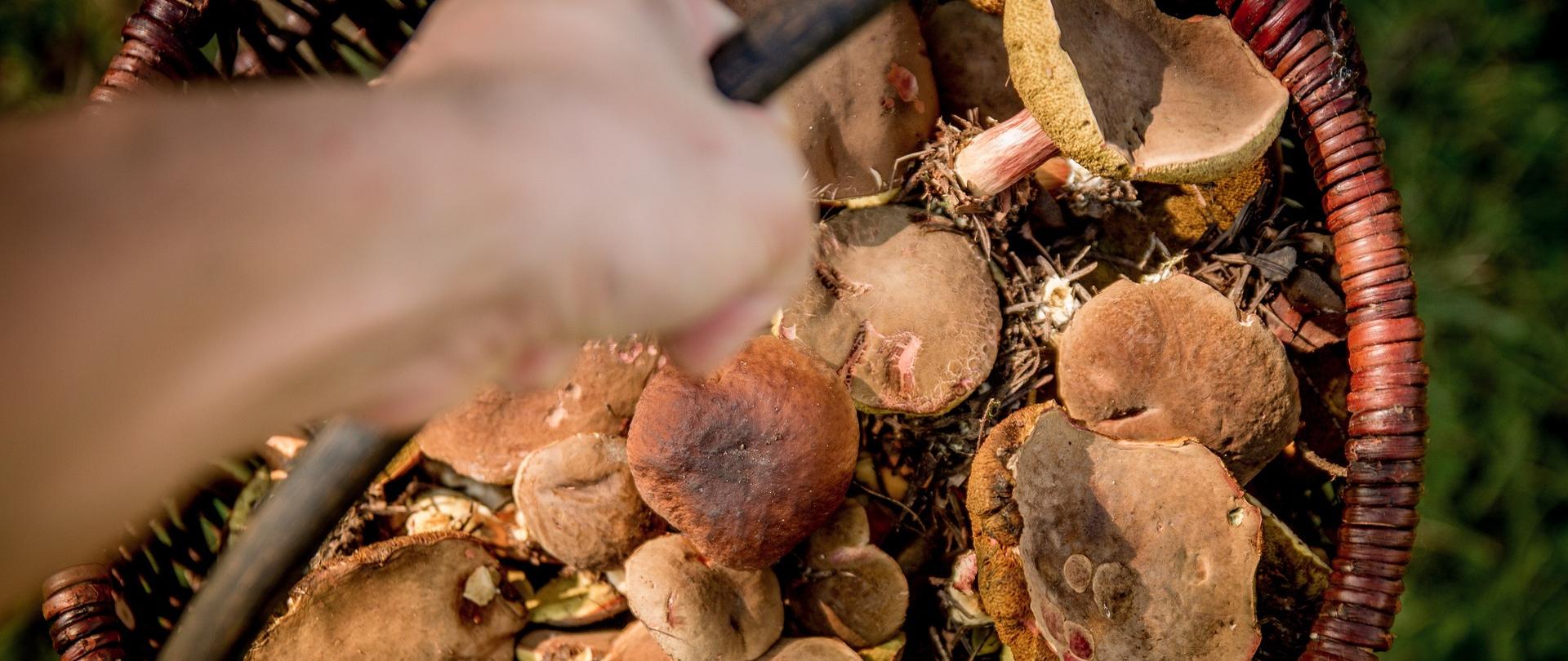 koszyk w grzybami trzymany w ręce