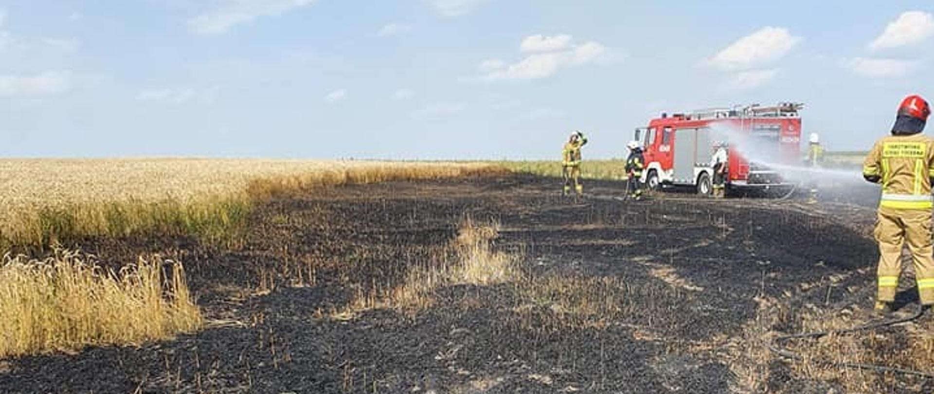 Zdjęcie przedstawia strażaków podczas gaszenia pożaru zboża na pniu. 
