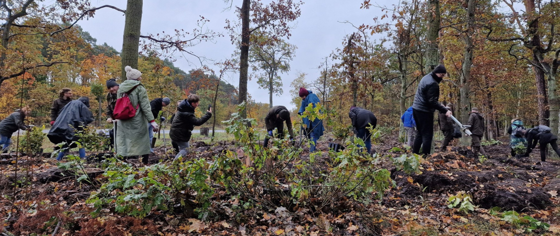 Pracownicy Państwowej Inspekcji Sanitarnej sadzący las.
