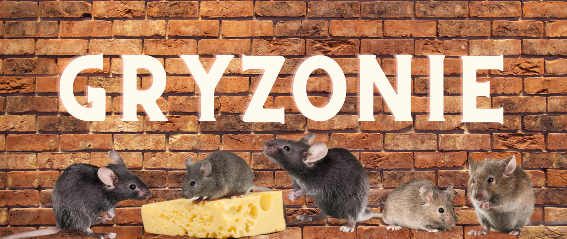 Dlaczego ważna jest deratyzacja? - Powiatowa Stacja  Sanitarno-Epidemiologiczna w Ząbkowicach Śląskich - Portal Gov.pl