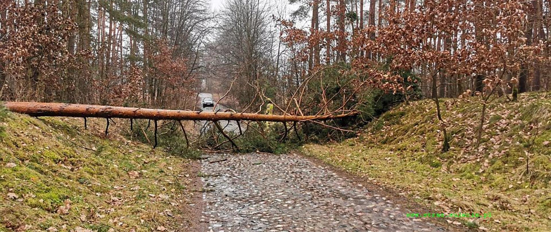 Na zdjęciu widać powalone drzewo na drogę blokujące przejazd