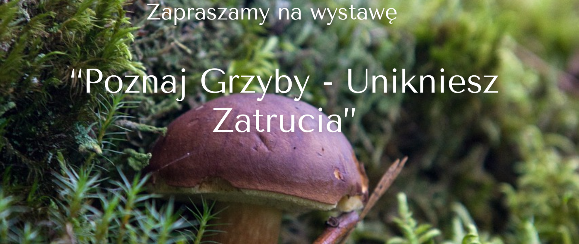 Zdjęcie przedstawiające podgrzybka na tle mchu. Na środku zdjęcia napis: Zapraszamy na wystawę "Poznaj Grzyby - Unikniesz Zatrucia"