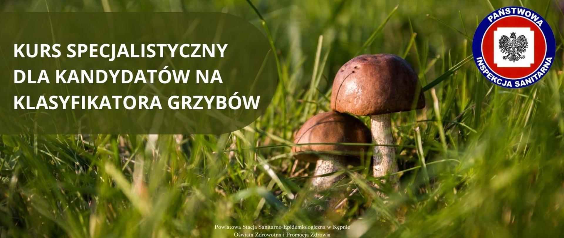 Kurs klasyfikatora grzybów