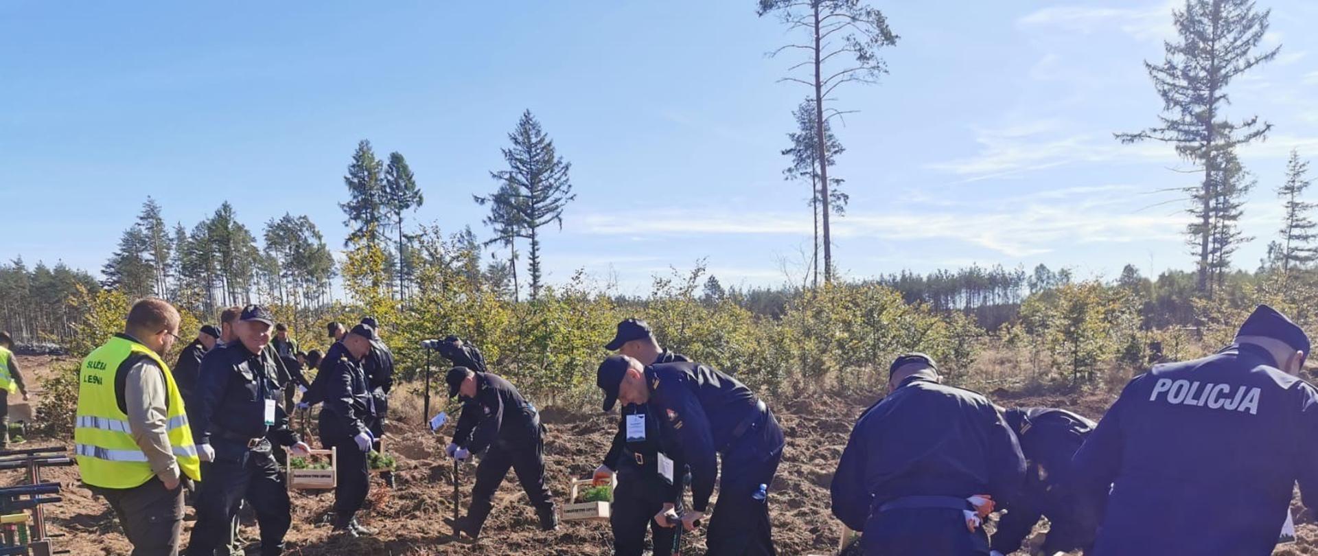 Zdjęcie przedstawia grupę Strażaków oraz Policjantów w mundurach podczas pracy odnowy lasu. W tle zniszczony las.