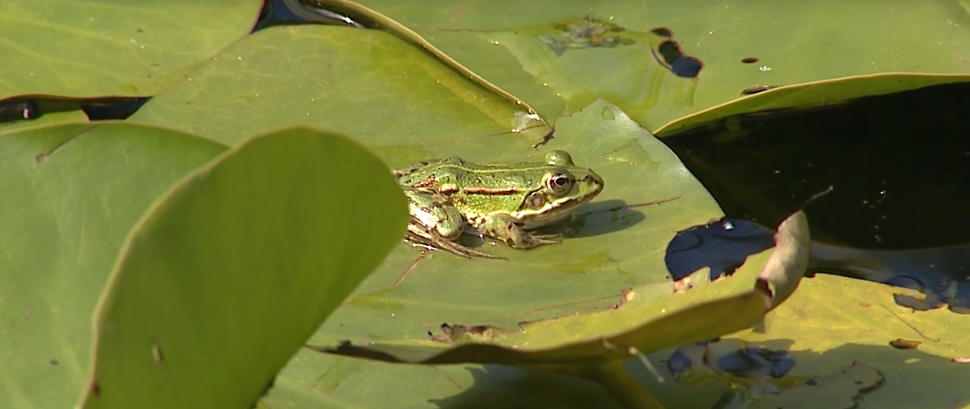 Projekt MF EOG Czynna ochrona zagrożonych siedlisk i gatunków na cennych przyrodniczo obszarach Mazur wschodnich