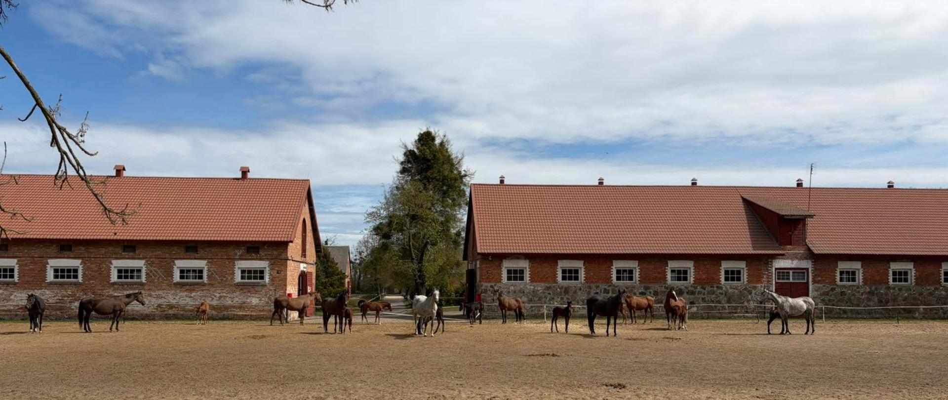 Stadnina Koni Krasne 