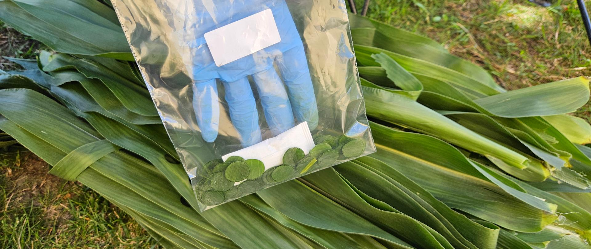 Zdjęcie przedstawia foliową torebkę z zabezpieczoną próbą materiału zielonego kukurydzy.