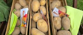 Na zdjęciu widać drewnianą ekspozycję z ziemniakami. Na dwóch poziomach ustawiono kilka niewielkich drewnianych skrzynek wypełnionych ziemniakami o jasnobrązowej, lekko zabrudzonej skórce. Na górze znajduje się większa skrzynka przechylona pod kątem. Ziemniaki są ułożone na jasnozielonych papierowych serwetkach. Pomiędzy nimi umieszczono kolorowe kartoniki reklamowe z wizerunkiem kreskówkowej postaci ziemniaka w kapeluszu. Cała ekspozycja znajduje się w dużym, ciemnobrązowym drewnianym regale. Po bokach widać duże zielone liście, a w tle fragmenty plenerowego stoiska i trawę.