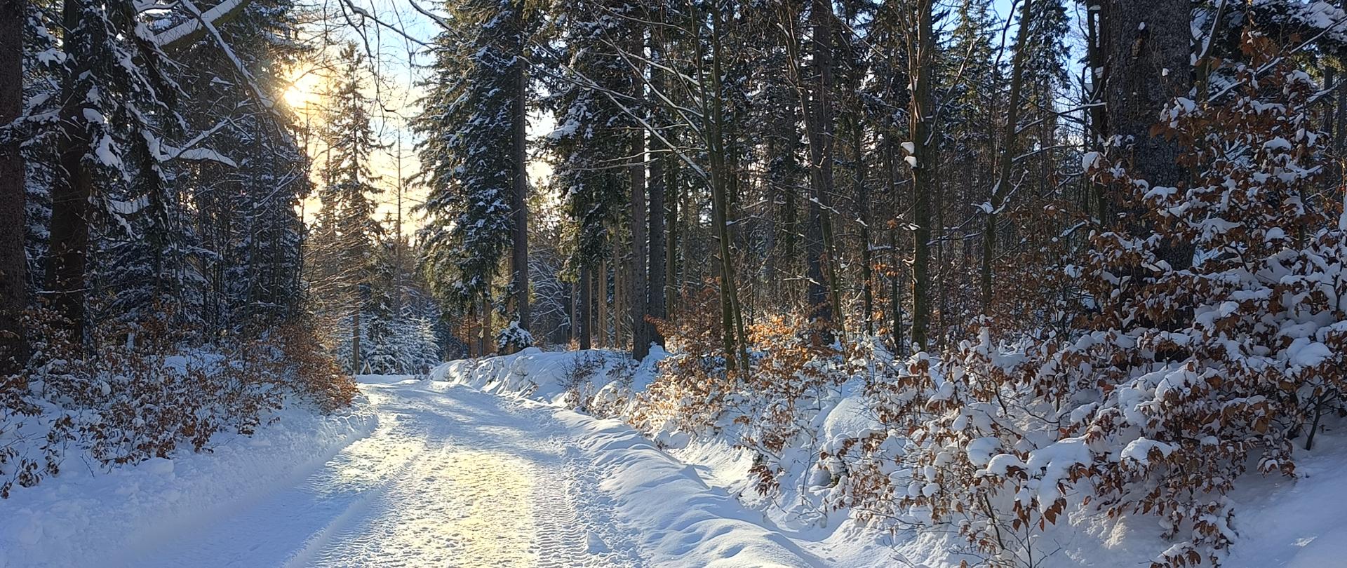 Zima w lesie, fot. K. Hunker - RDOŚ w Bydgoszczy