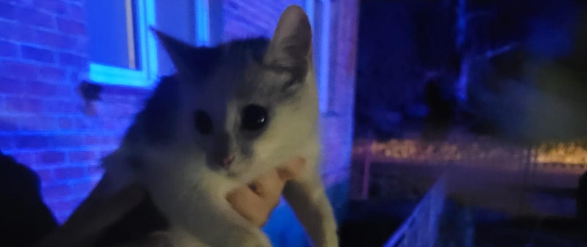 Strażacy pomogli małemu kotkowi