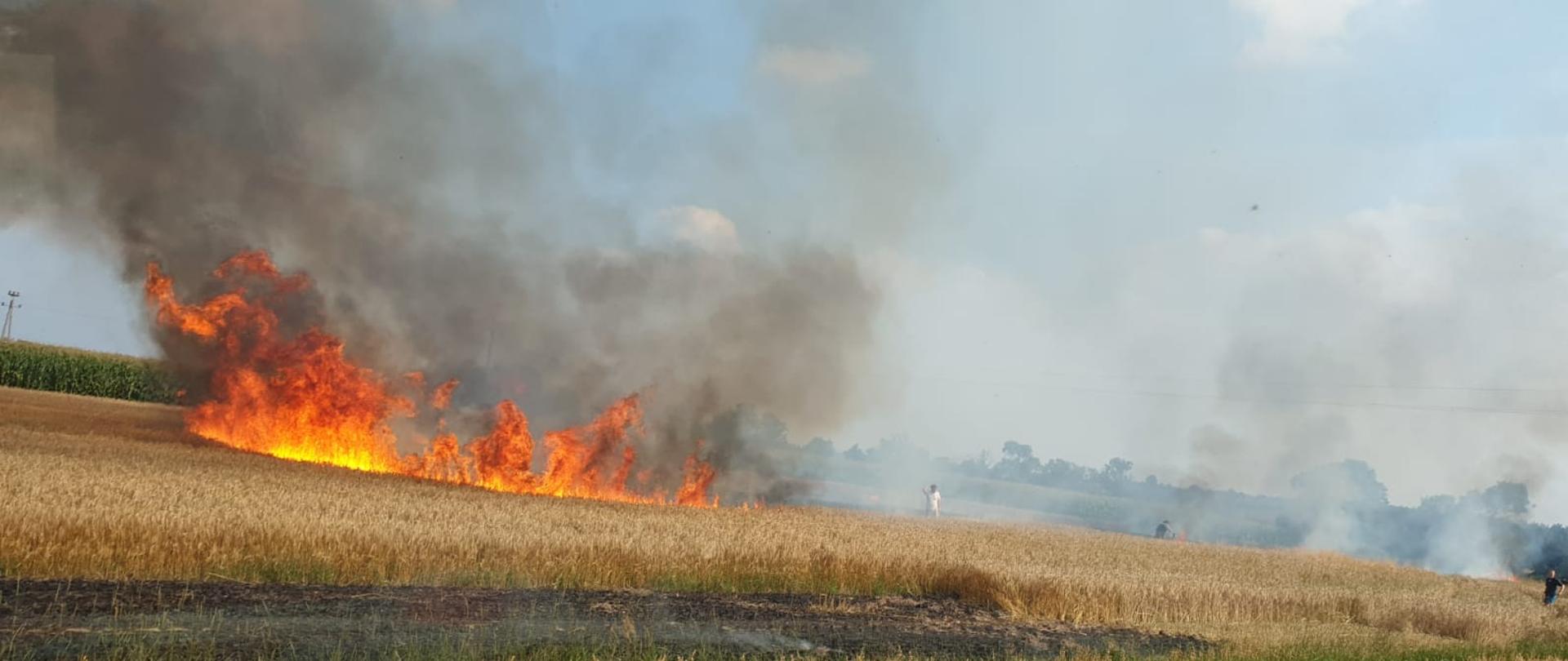 Płonące zboże na polu w miejscowości Książ Wlkp.