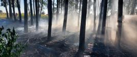 widoczne miejsce zdarzenia spalone poszycie lasu oraz strażacy podczas dogaszania