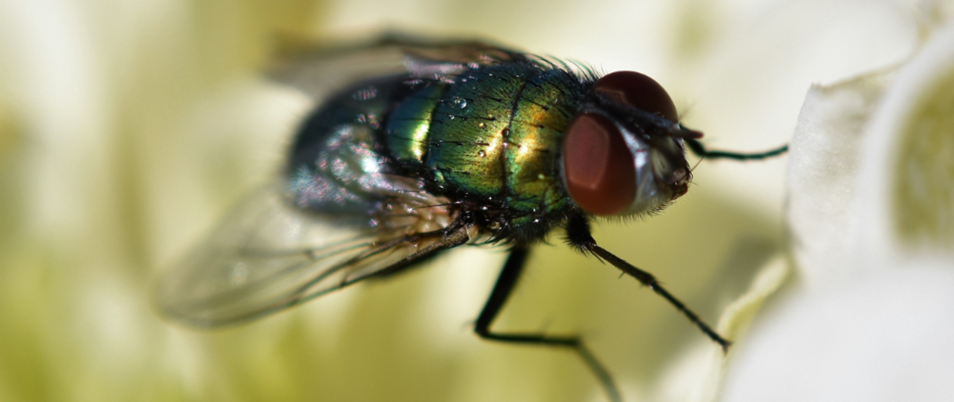 Zdjęcie muchy