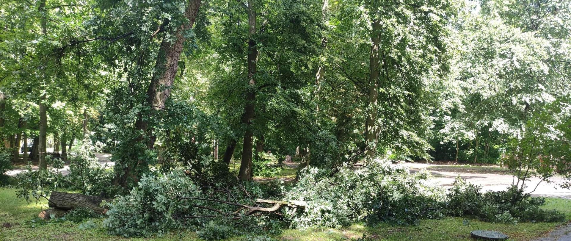 widoczne miejsce zdarzenia, pochylone drzewo oraz drabina mechaniczna podczas usuwania drzewa.