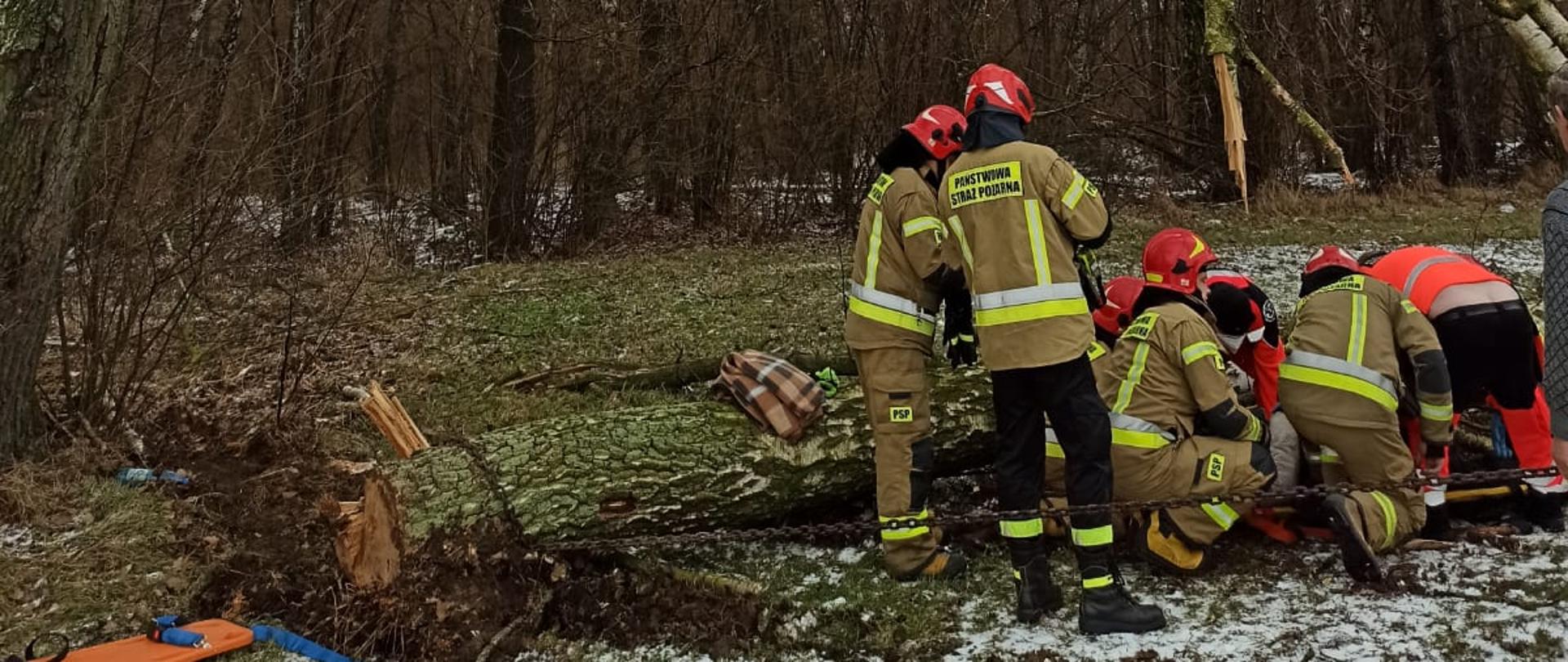 Złamane drzewo, strażacy udzielają pomocy medycznej poszkodowanemu mężczyźnie.