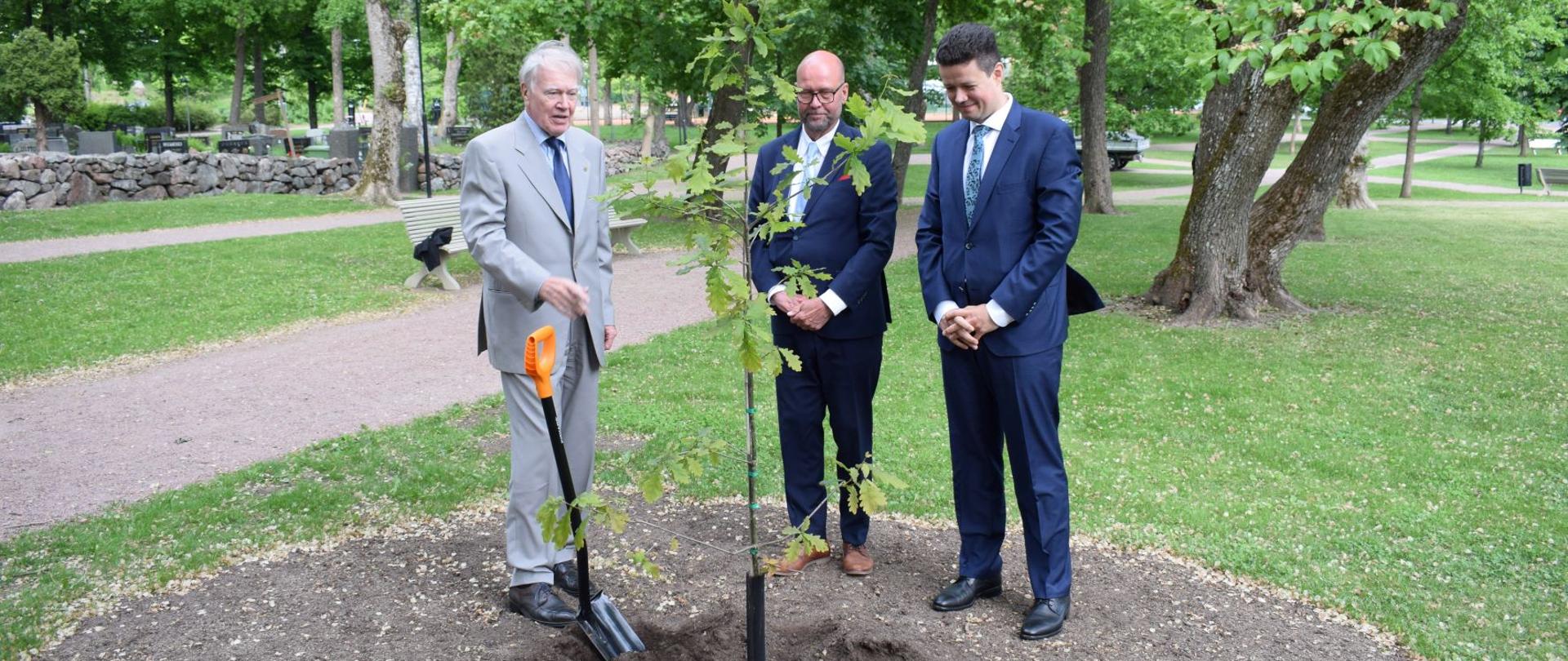 Drzewo_Pendereckiego_10