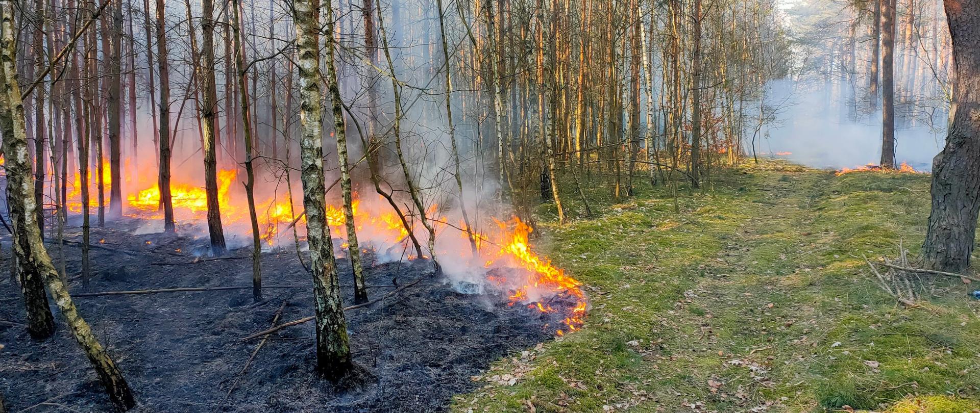 PODSUMOWANIE TYGODNIOWEJ DZIAŁALNOŚCI KOMENDY