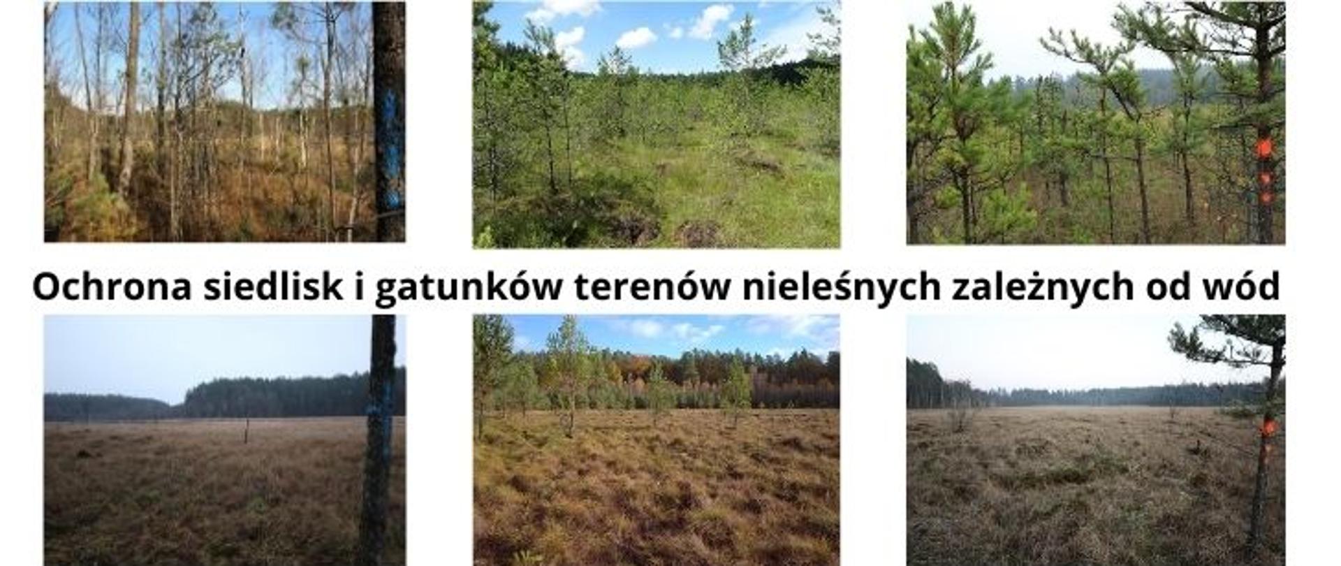 Grafika składa się z trzech części. W środkowej znajduje się nazwa projektu: Ochrona siedlisk i gatunków terenów nieleśnych zależnych od wód. W górnej części zaprezentowano trzy zdjęcia przedstawiające torfowiska w obszarach Natura 2000: Ostoja Napiwodzko-Ramucka, Ostoja Iławska, Jonkowo-Warkały sprzed okresu przeprowadzonych prac, polegających na wycince drzew i krzewów wraz z usunięciem powstałej biomasy. W dolnej części grafiki znajdują się zdjęcia torfowisk w tych samych obszarach Natura 2000, wykonane po przeprowadzeniu prac związanych z usunięciem drzew i krzewów z terenów mokradłowych.