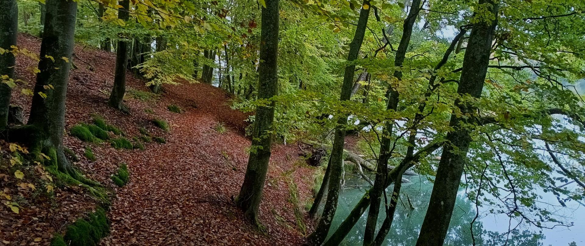 Leśny krajobraz. W centralnej części lekko nachylona ścieżka, po lewej stronie drzewa rosnące na niewielkiej skarpie. Po prawej stronie jezioro.