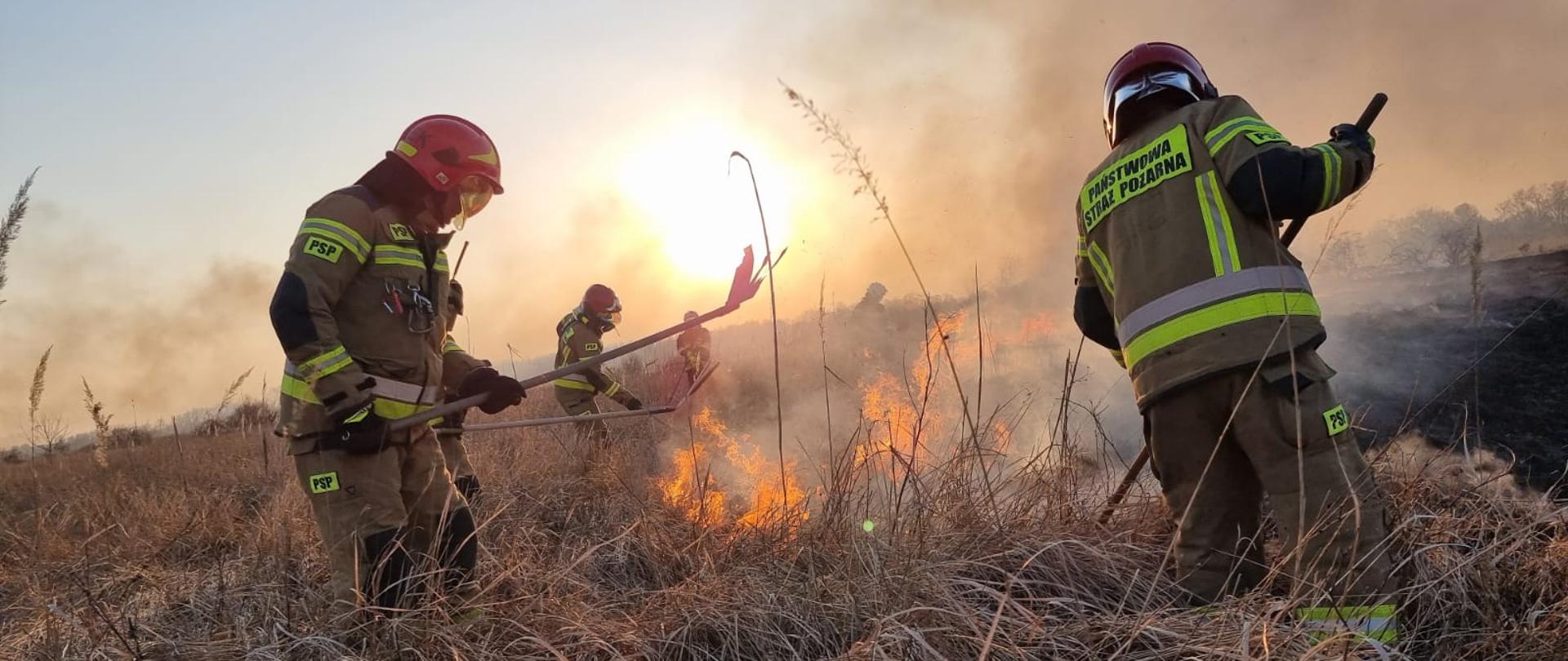 Strażacy stojący w wysokiej trawie i gaszący pożar traw za pomocą tłumic. Po prawej stronie widoczne wypalona powierzchnia.