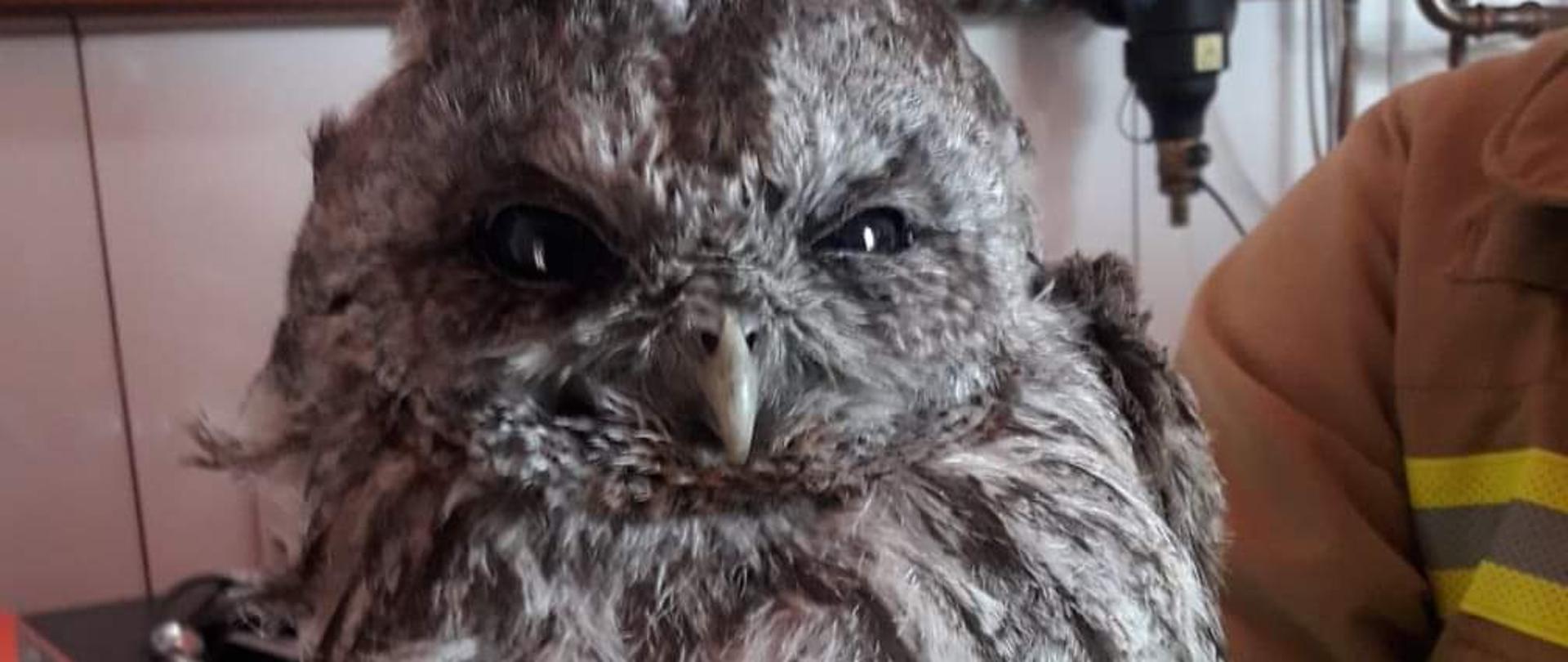 Sowa w rekach strażaka
