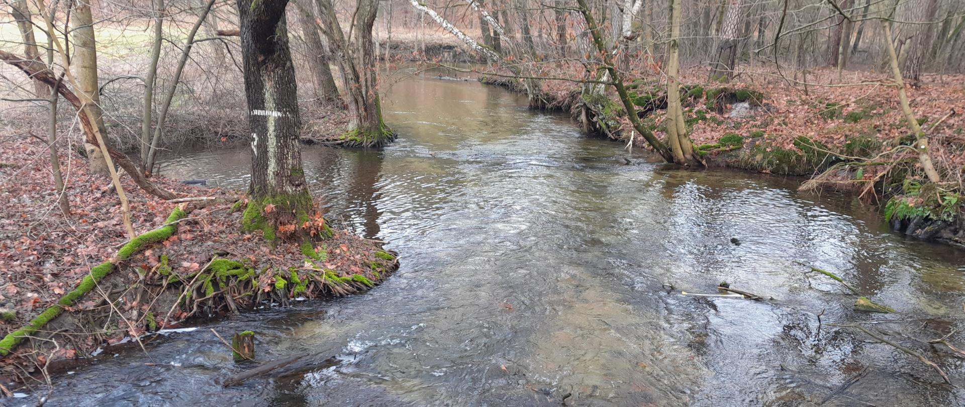 Przejrzysta woda w rzece w otoczeniu lasu.