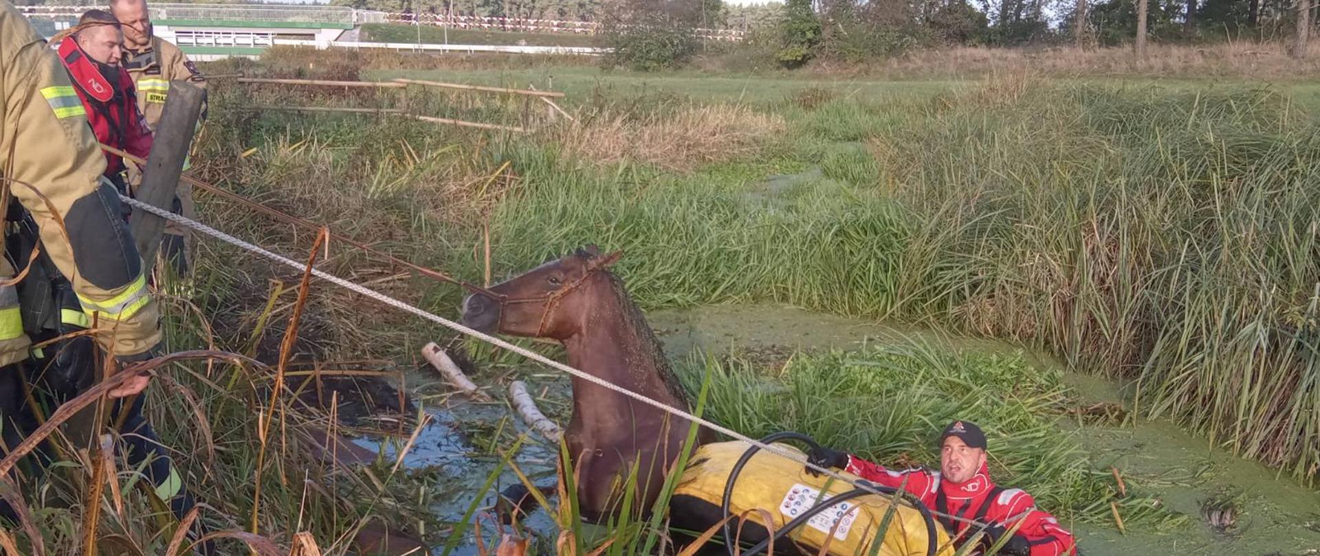 STRAŻACY URATOWALI MŁODEGO KONIA WIELKOPOLSKIEGO