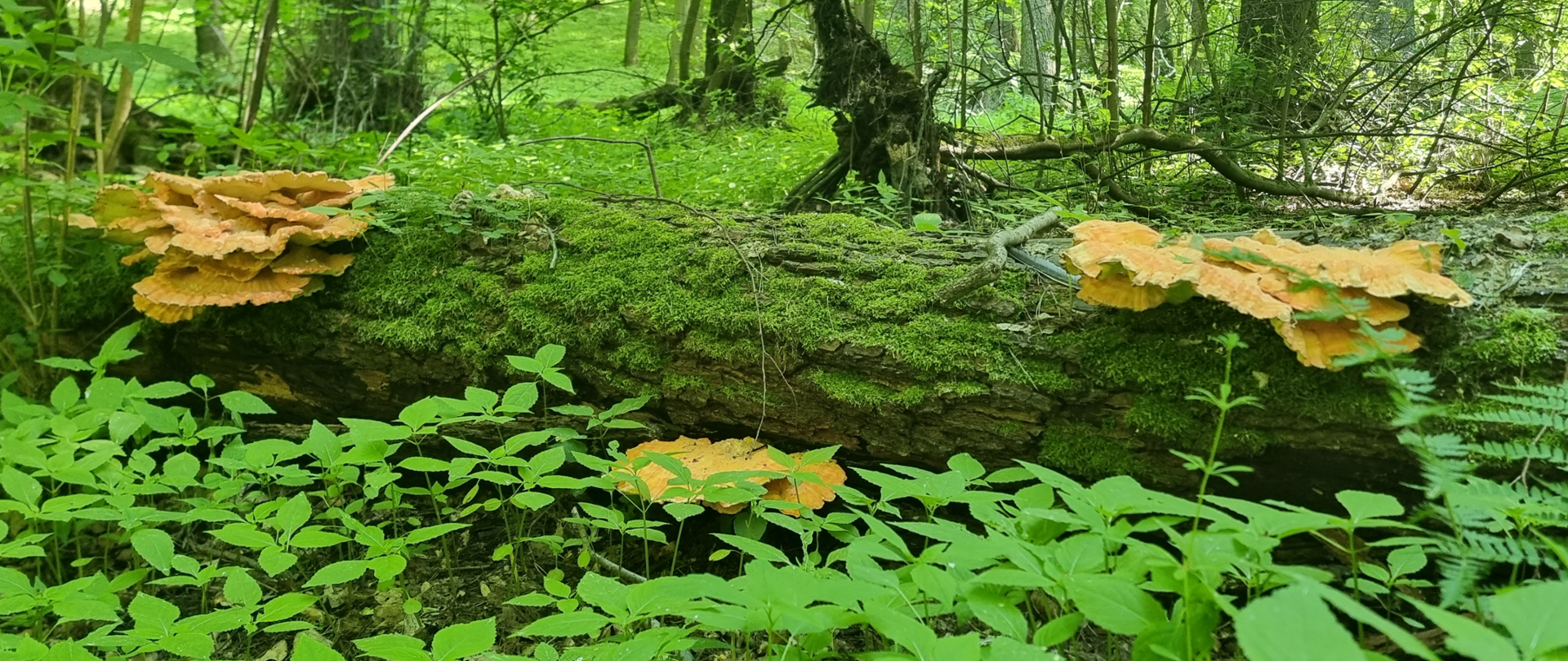 Zdjęcie rezerwatu Leśna Ostoja koło Promna im. WOŚP. Powalone drzewo, porośnięte grzybami i mchem. 