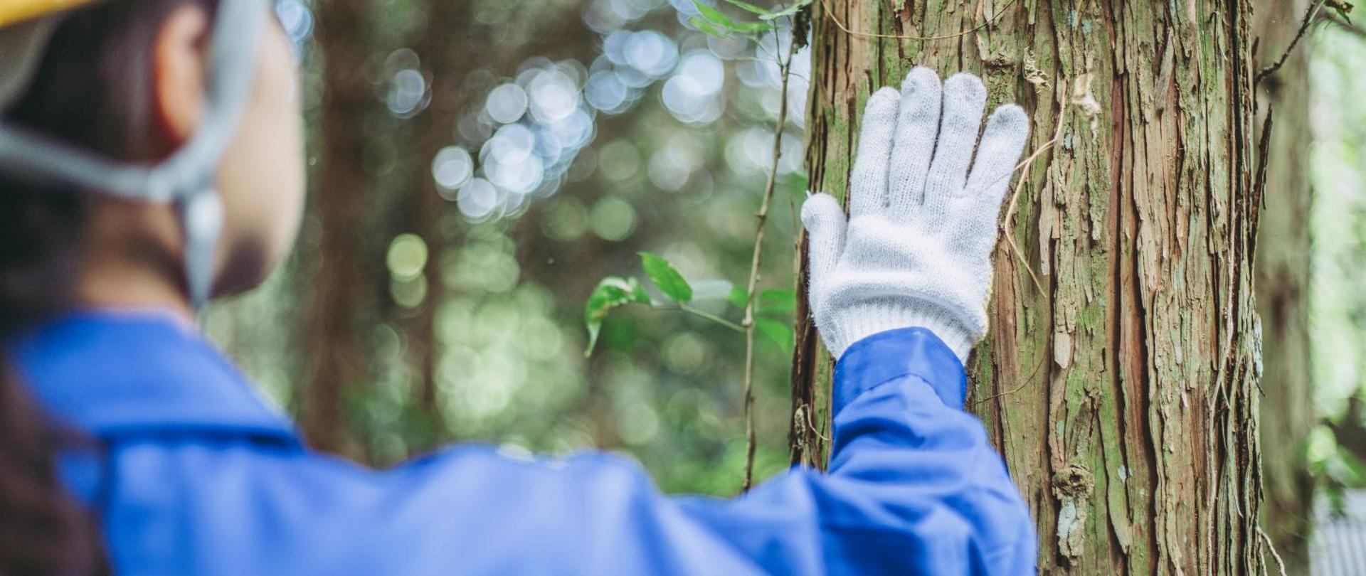 na zdjęciu widnieje dłoń w rękawiczkach roboczych, która dotyka drzewa.