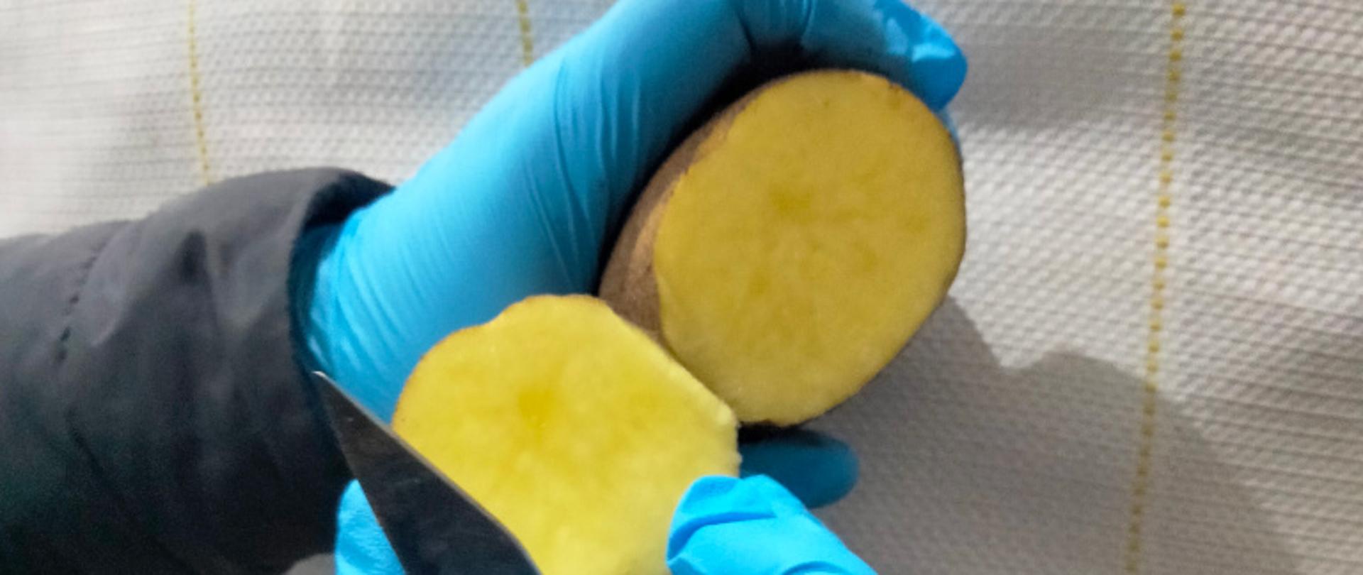 Pobieranie prób ziemniaków