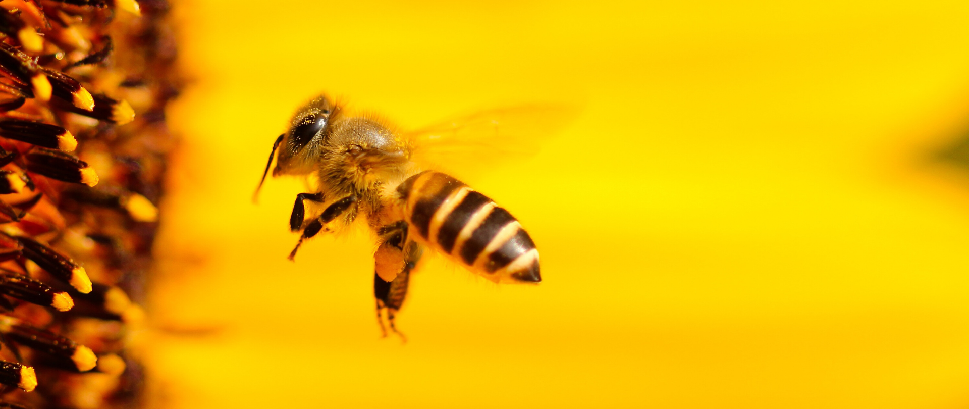 Pszczoła na kwiatku