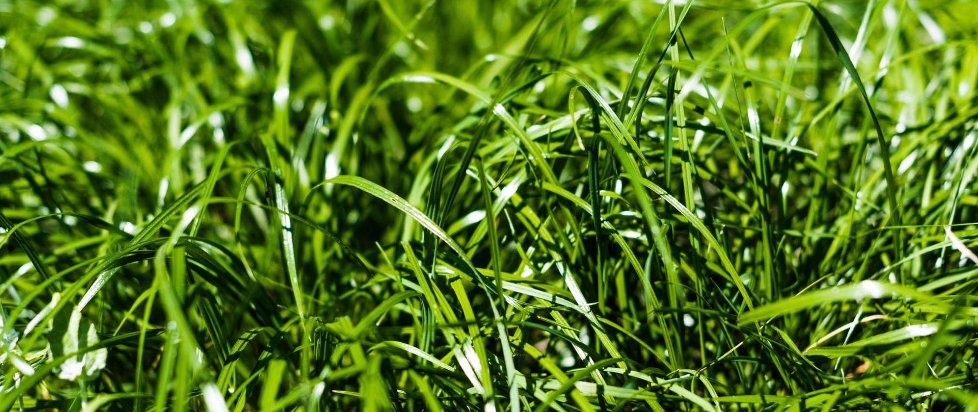 Na zdjęciu jest trawa.