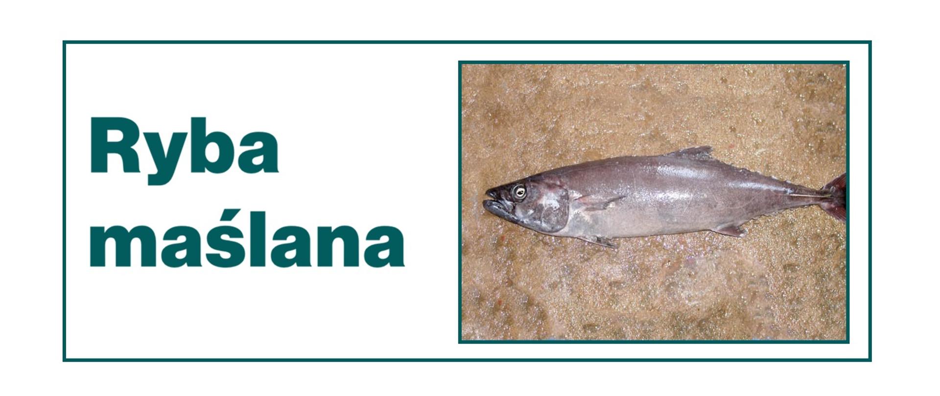 Napis "Ryba Maślana" umieszczony z lewej strony oraz zdjęcie ryby Eskolar zamieszczone z prawej strony.