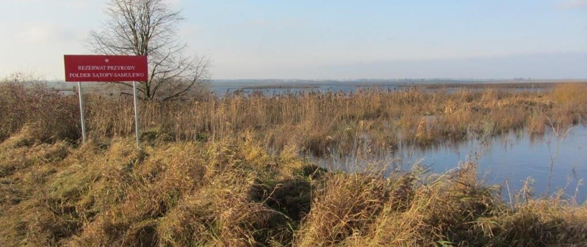 Rozlewisko wodne z trzcinowiskiem. Po lewej stronie czerwona tablica informacyjna z nazwą rezerwatu przyrody "Polder Sątopy-Samulewo"