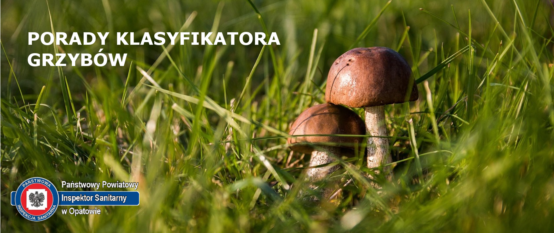 Bezpłatne porady grzybowe