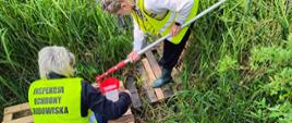 Pobór prób wód jeziora Kielno. Dwie panie w żółtych kamizelkach z napisem Inspekcja ochrony środowiska na brzegu jeziora porośniętego roślinnością. Jedna trzyma czerpak z pobraną wodą.